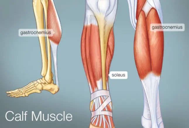 calf raises_working muscles