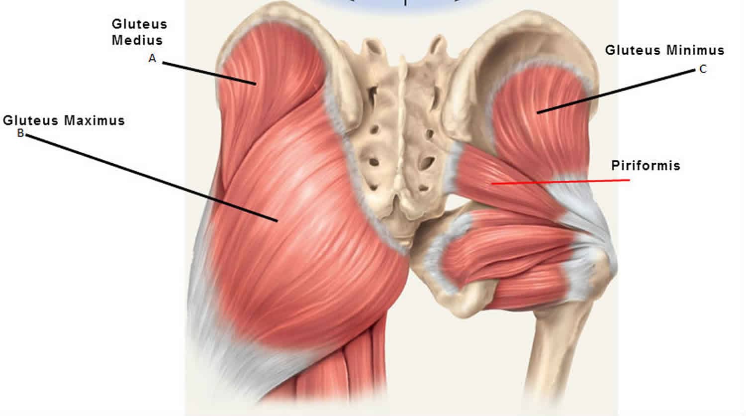 lateral leg raises_muscles