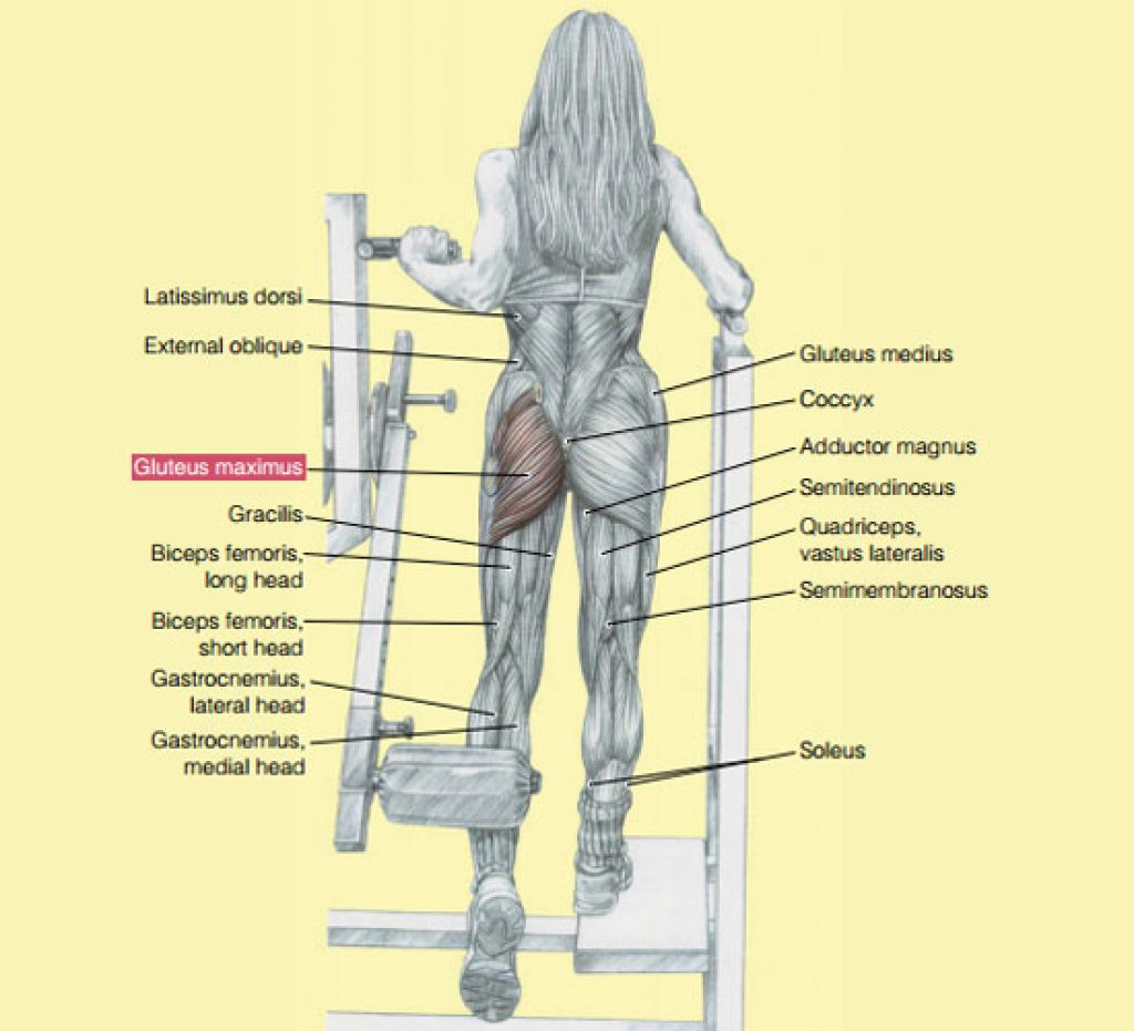 How To Do Machine Hip Extensions Right? — AAFS