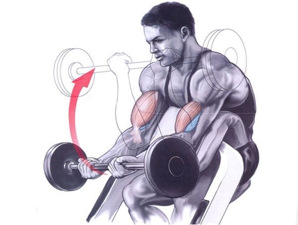 Scott bench curls hotsell