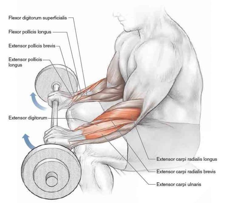 Wrist Curls Work Out Your Forearms And Grip Properly — AAFS